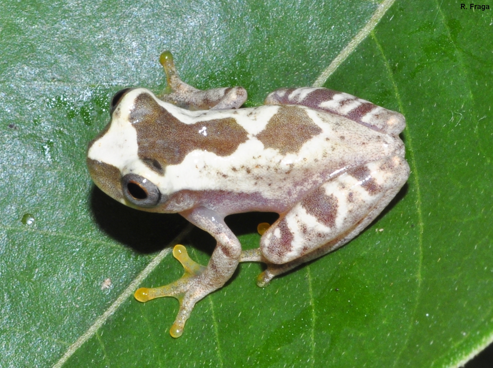 Dendropsophus sp2 ppbio.inpa.gov.br/inicio